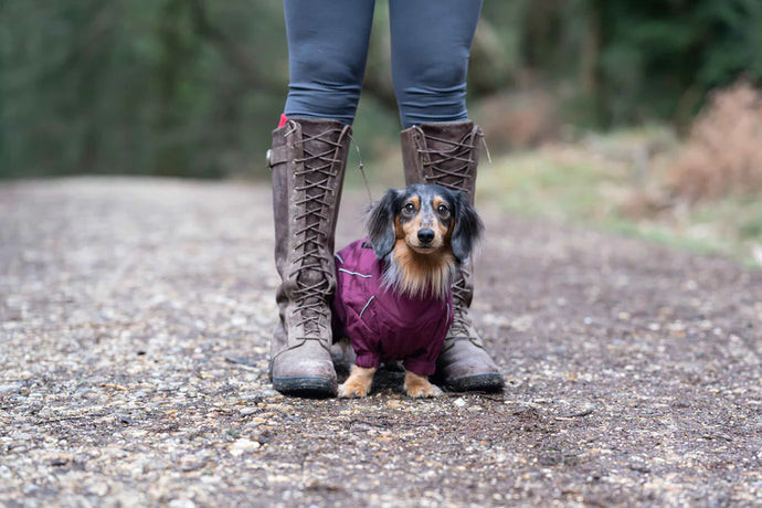 Dog friendly Autumn adventures in the Cotswolds