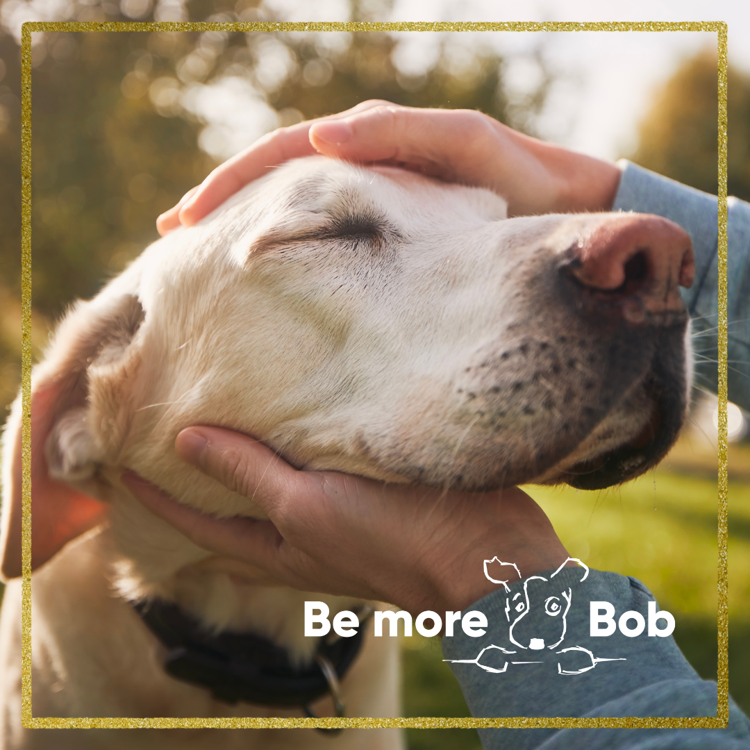 Treats okay for a dog with renal / kidney disease Be More Bob