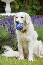 Load image into Gallery viewer, Foodie Faces Latex Blackberry Squeaker