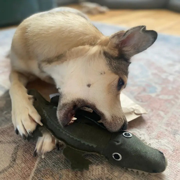 Colin Crocodile, Green & Wilds