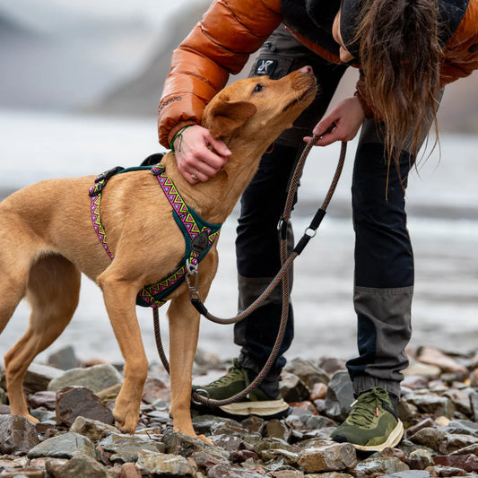 Multifunctional Rope Lead - GO-B-Flextra - Lantana - Neerdog