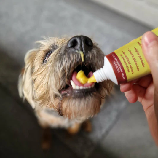 Natural Cheese Paste - JR Pet