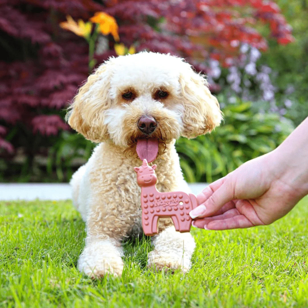 Nobblys Dental Chew