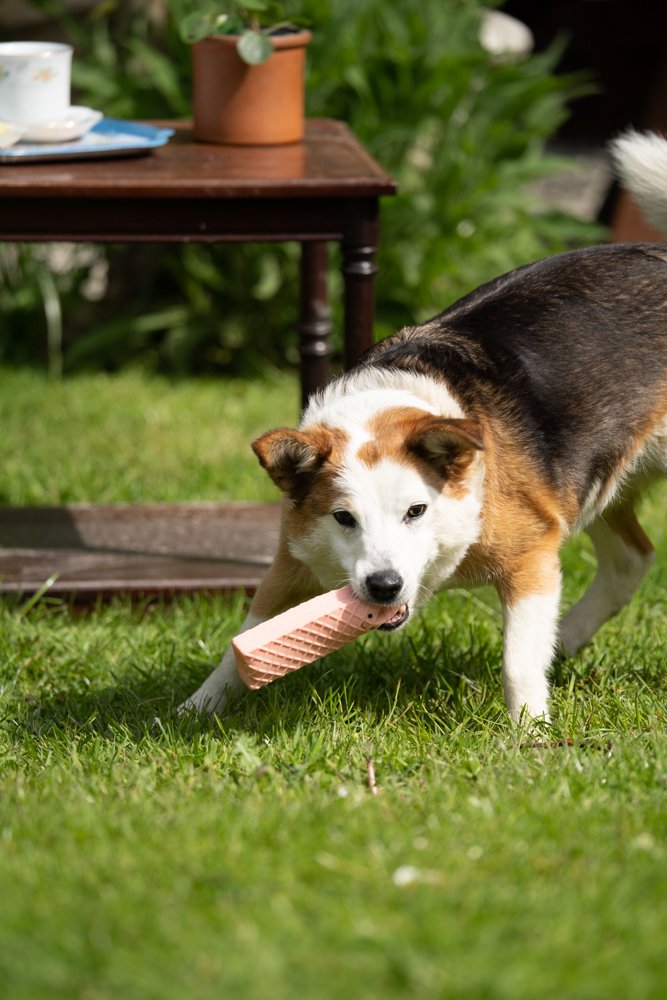 Pink Wafer squeaky