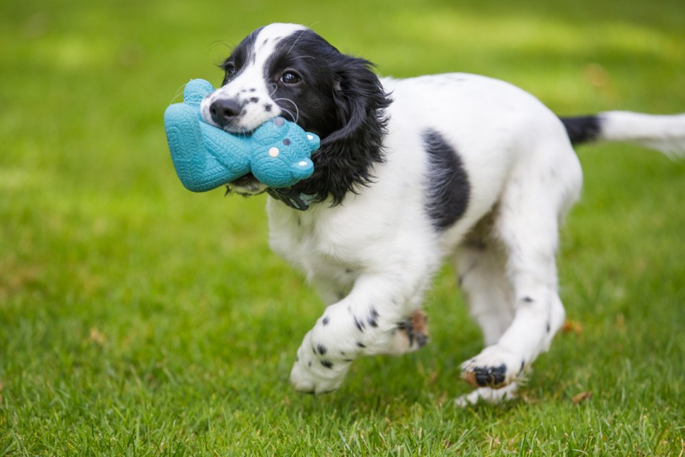 Latex Teddy Bear Toy for Puppies & Small Dogs