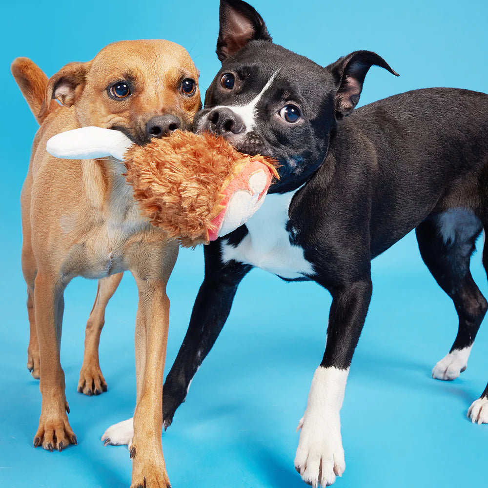 Two dogs playing with a plush toy on a blue background