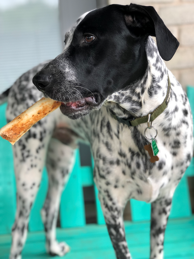 No-Hide Salmon Chew - Easily Digestible - Earth Animal