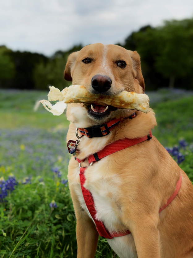 No-Hide Beef Chew - Easily Digestible - Earth Animal