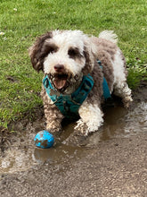 Load image into Gallery viewer, For All Dog Kind - 2-1 Conditioning Shampoo for Everyday Skin & Coats