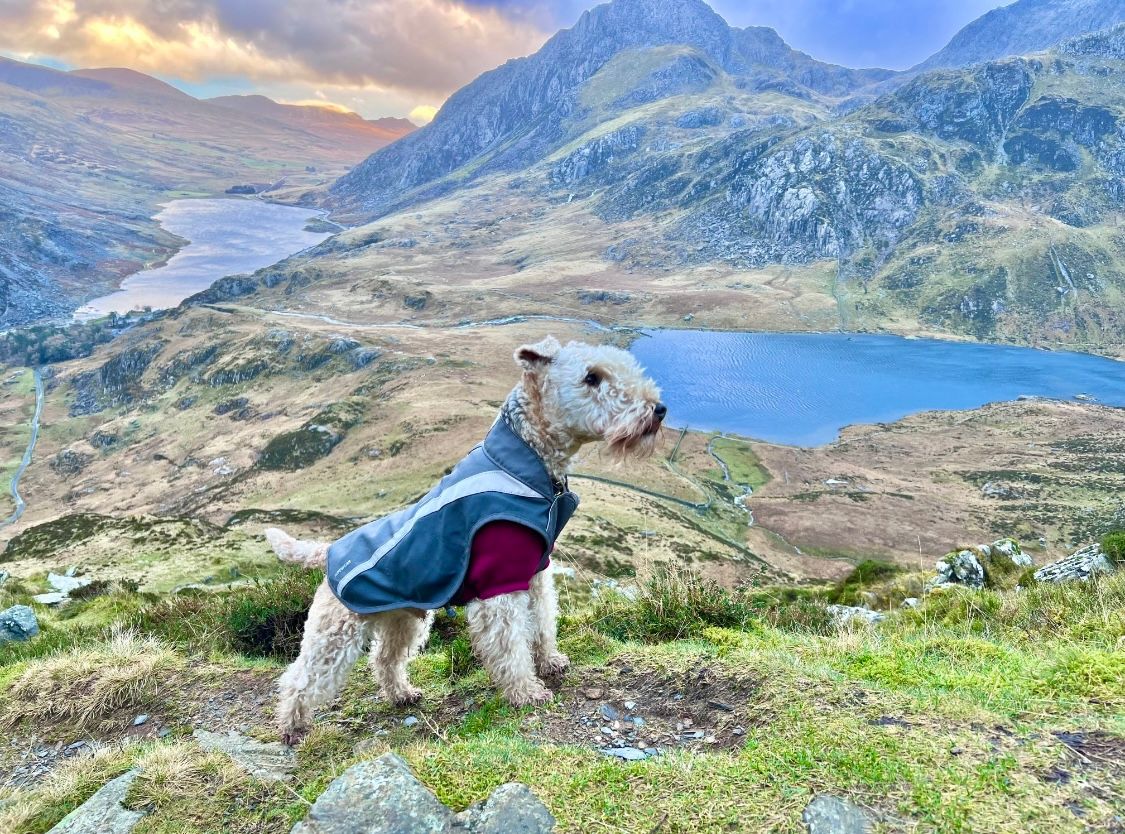 Ruffwear Lumenglow High Vis Jacket
