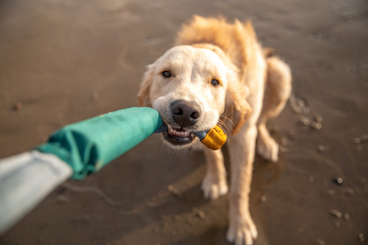 Ruffwear Pacific Loop toy Be More Bob