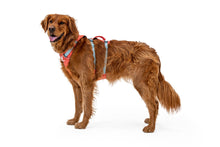 Load image into Gallery viewer, Ruffwear Flagline Harness - five colours, two new for 2024