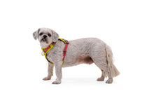 Load image into Gallery viewer, Ruffwear Hi &amp; Light Lightweight Harness - six colours, two new for 2024