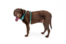 Load image into Gallery viewer, Ruffwear Hi & Light Lightweight Harness