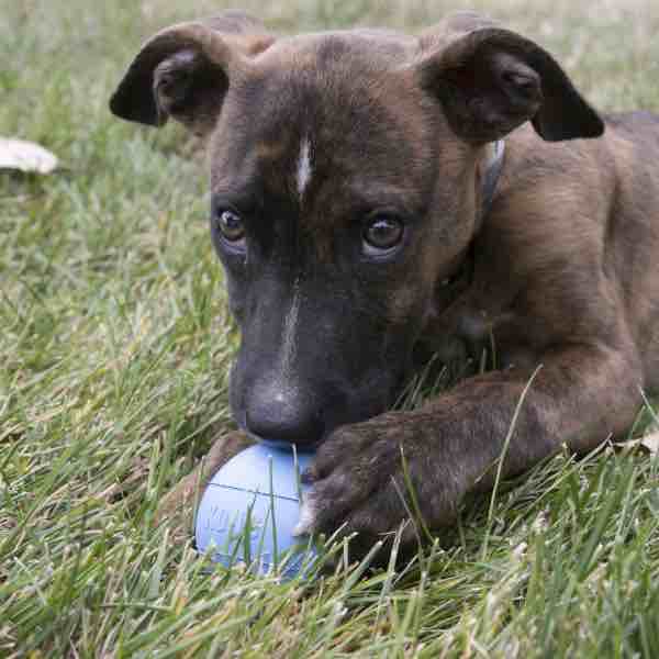 KONG Puppy Ball