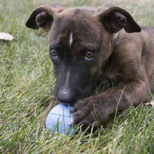 Load image into Gallery viewer, KONG Puppy Ball