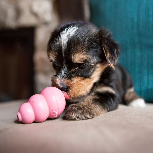 KONG Puppy from XS to L