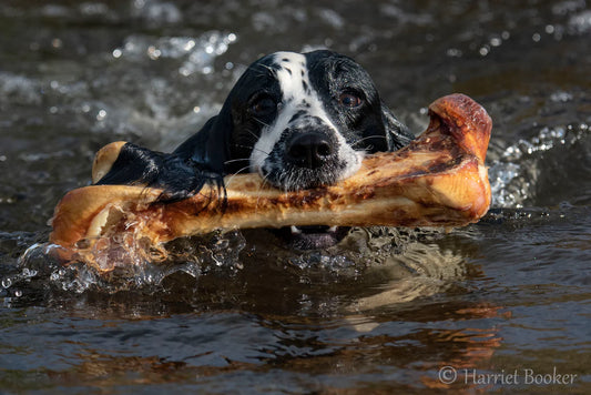 Ultra Long Lasting - Large Ostrich Bone - JR Pet