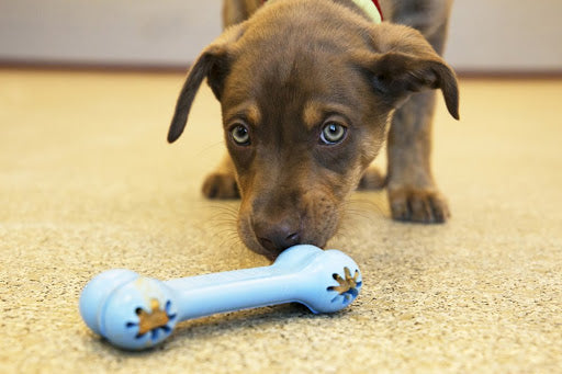 KONG Puppy Goodie Bone