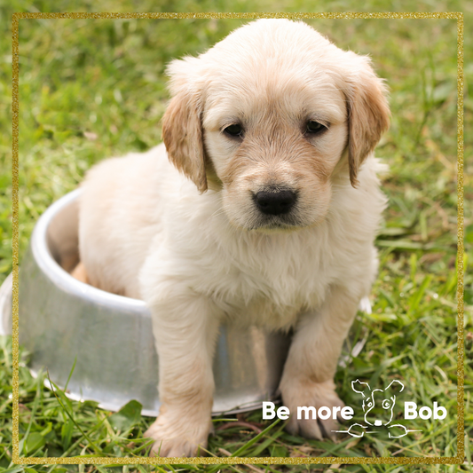 Pampering Your Pup: The Natural, Quality Puppy Treats at Be More Bob