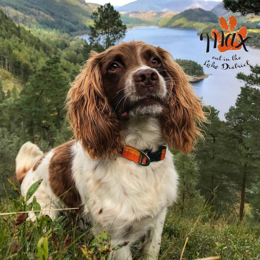 *Special Blog* RIP Max the Miracle dog