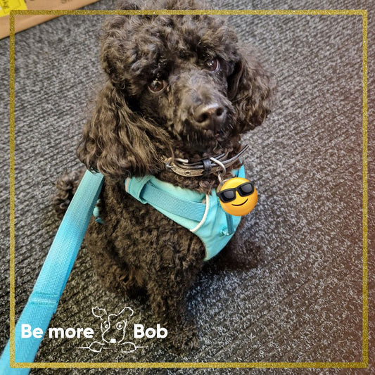black toy poodle with ruffwear harness and lead