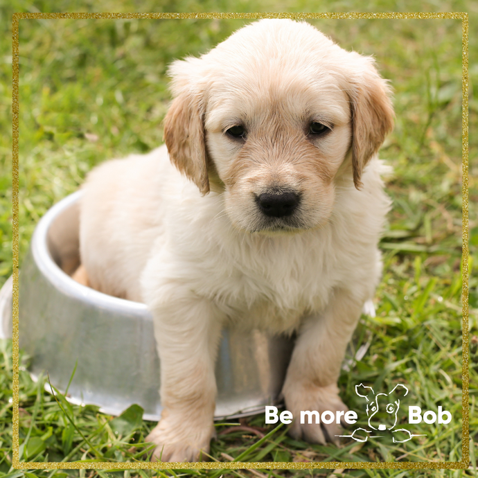 Pampering Your Pup: The Natural, Quality Puppy Treats at Be More Bob