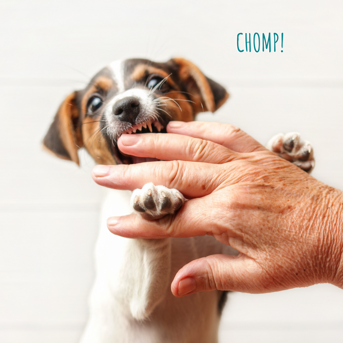 How to Stop Puppy Biting: Training Tips for Bite-Free Play