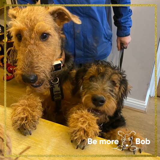 Airedale Terriers - getting to know this loyal breed