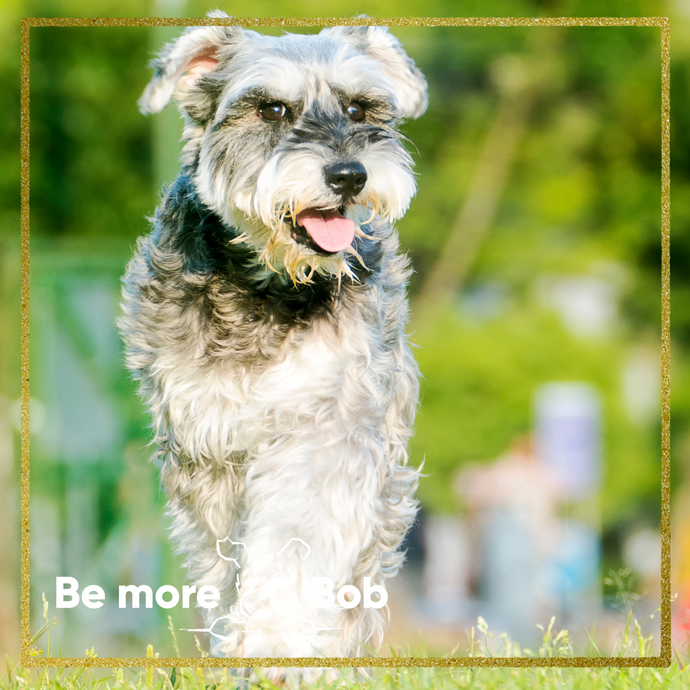 Schnauzer: getting to know this great family breed