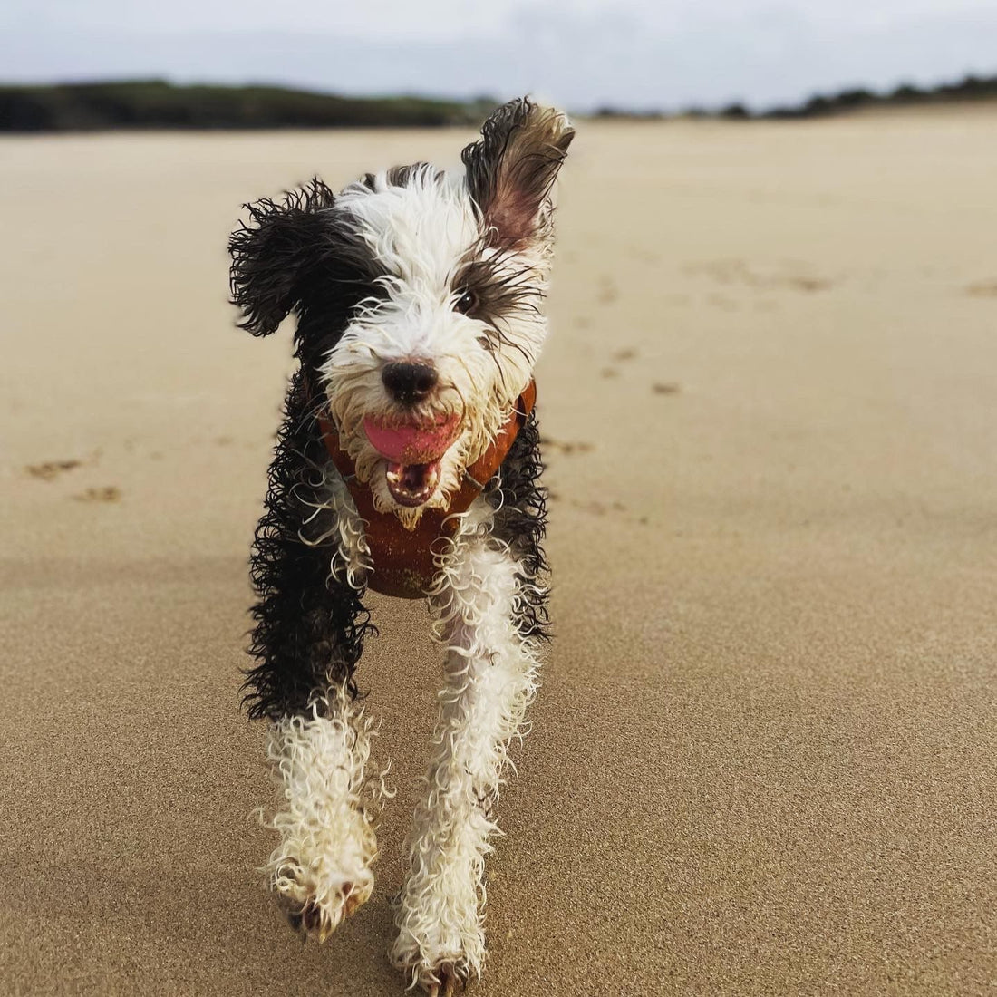 Take up a new hobby with your dog!
