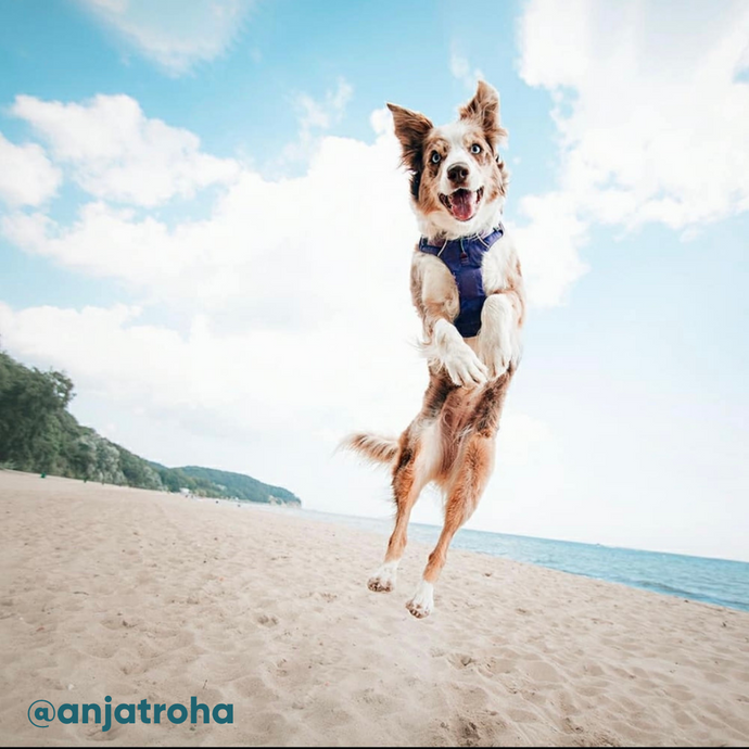 Let's hit the beach! Top 13 essentials for fun & safety with your dog