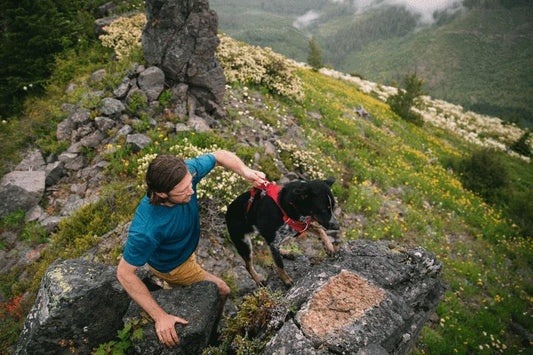 Best Dog Harness for Hiking & Trail Adventures in the UK