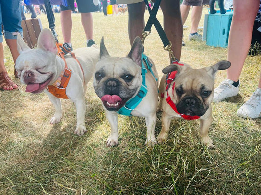 Choosing and fitting a Ruffwear harness