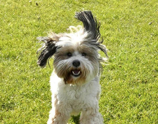Guest Blog: Viv & Louis - getting a dog in mid-life