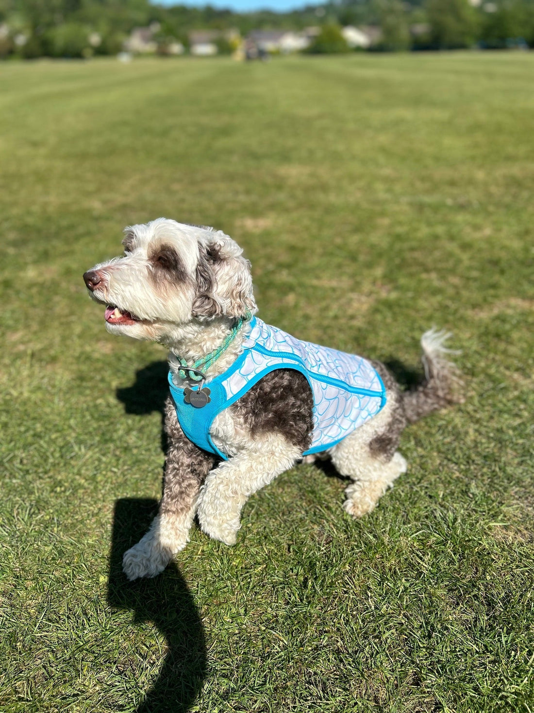 It's Too Hot to Walk Your Dog...So Stop Feeling Guilty