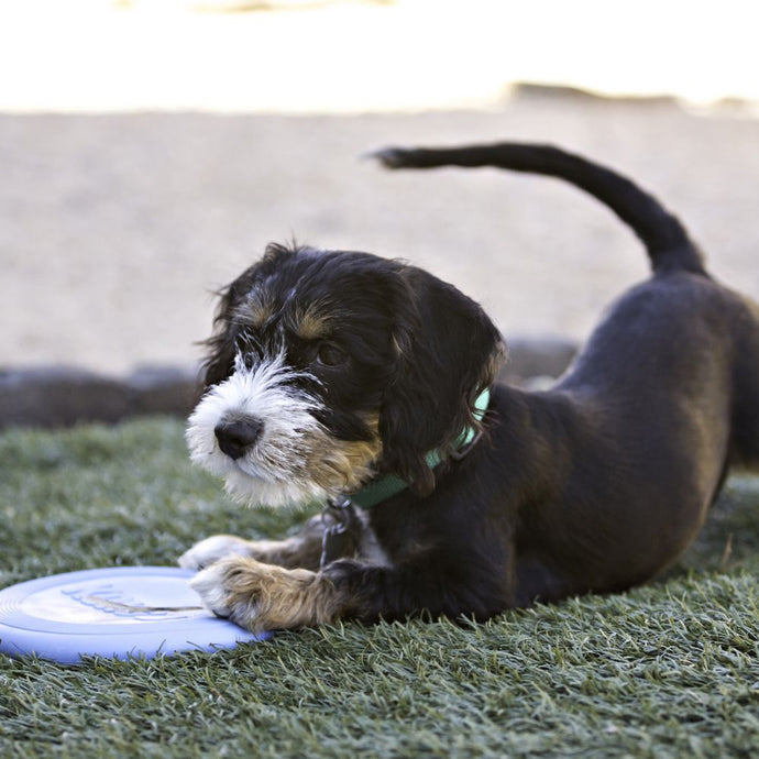 Best Products for a Teething and Chewing Puppy