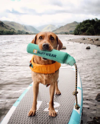Let's hit summer! Top items for fun with your dog on the beach and in the water