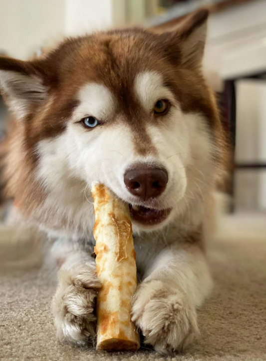dog chewing a no hide chew
