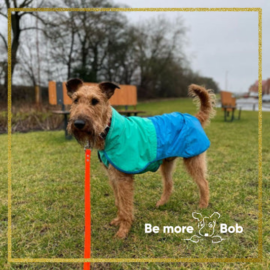 Irish Terrier - getting to know this intelligent breed