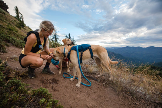 Ruffwear Day Packs - The Perfect Accessory for your Trip