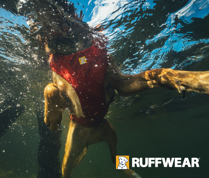 3 Reasons Every Dog Needs a Life Jacket