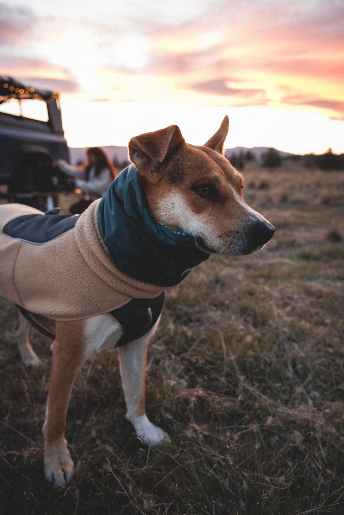Ruffwear AW26 Has Arrived at Be More Bob: Meet the New Autumn/Winter 2026 Collection