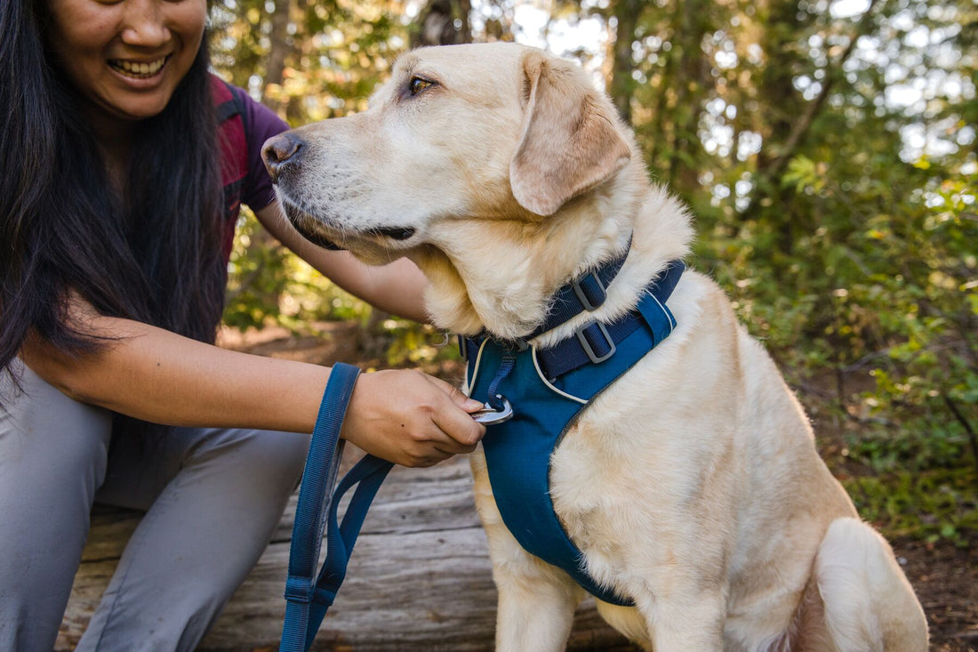 CHOOSING AND FITTING YOUR RUFFWEAR HARNESS