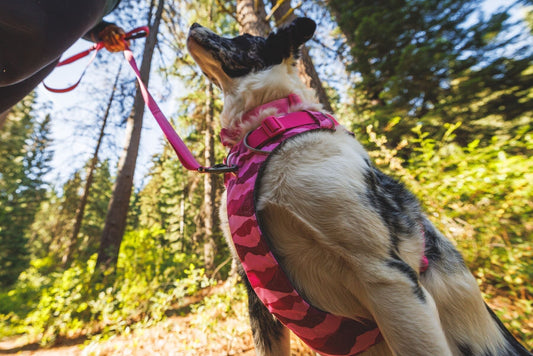 Ruffwear - tested, tried and tested again - why we put our trust in their gear