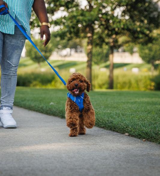 Best Harness for a Cockapoo: Ruffwear Front Range or Ruffwear Hi & Light?
