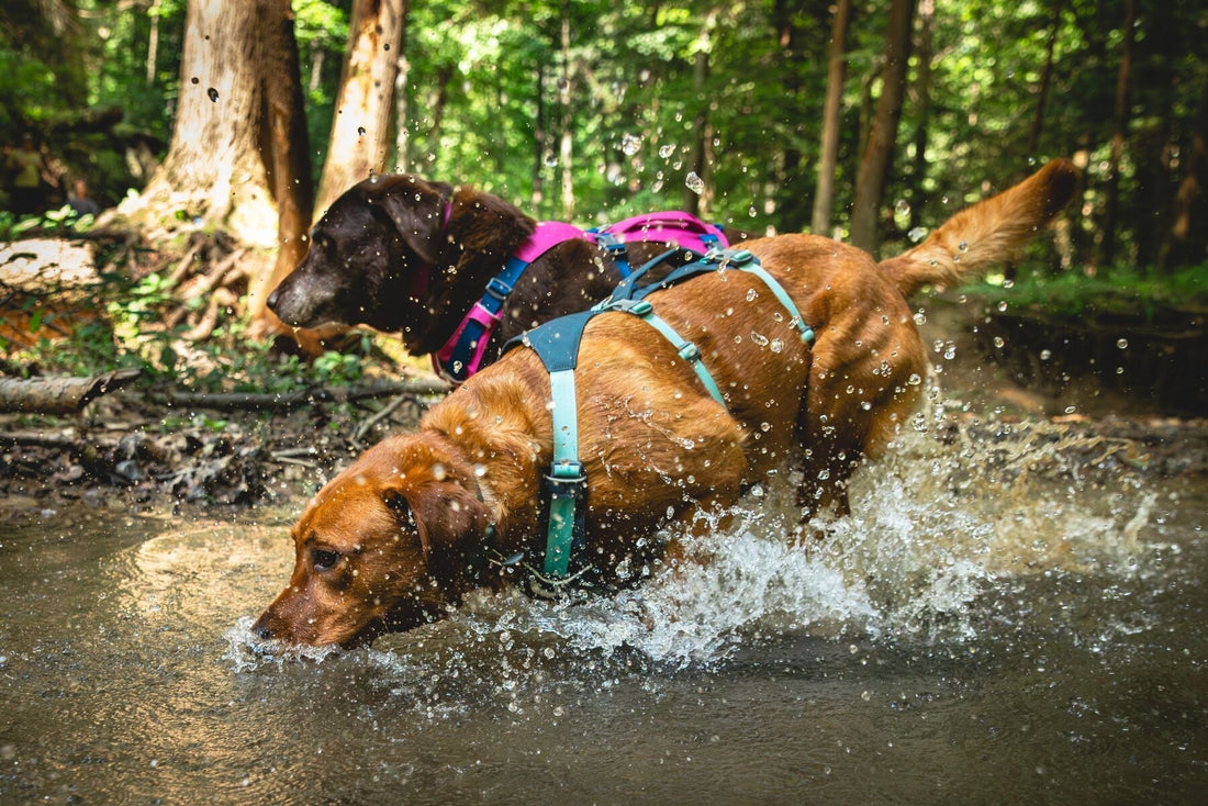 Why Ruffwear Dog Harnesses Are the Best Choice for Comfort, Safety, Pulling & Adventure