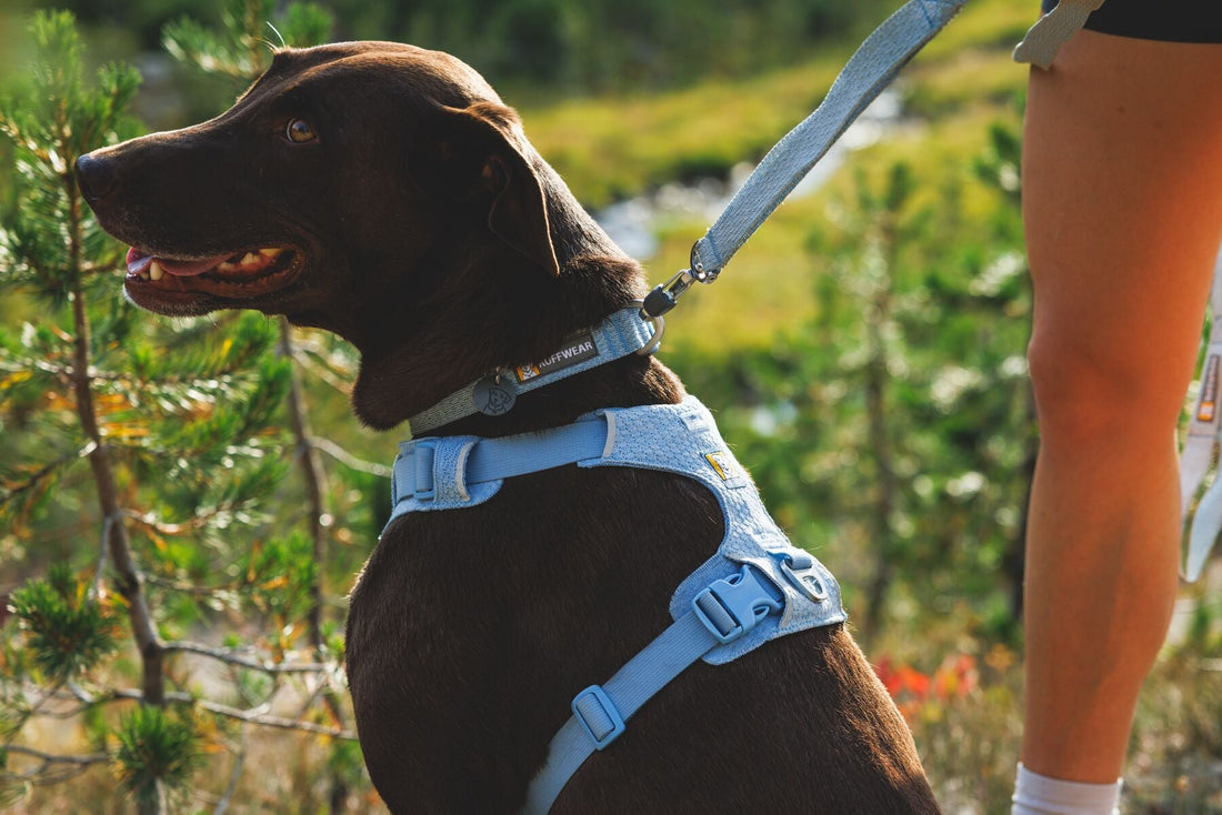 Get Ready to Explore: Be More Bob Launches the Ruffwear Spring/Summer 2026 Collection!