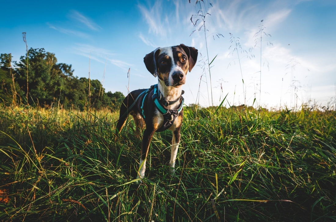 Ruffwear Harness Gear Guide - which harness is right for my dog?