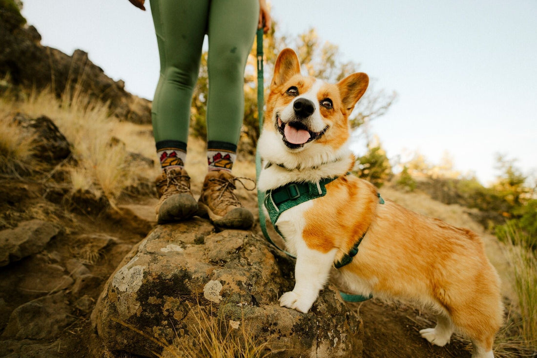 Introducing the Ruffwear Flex Range - Soft, Smart, and Ready for Every Adventure
